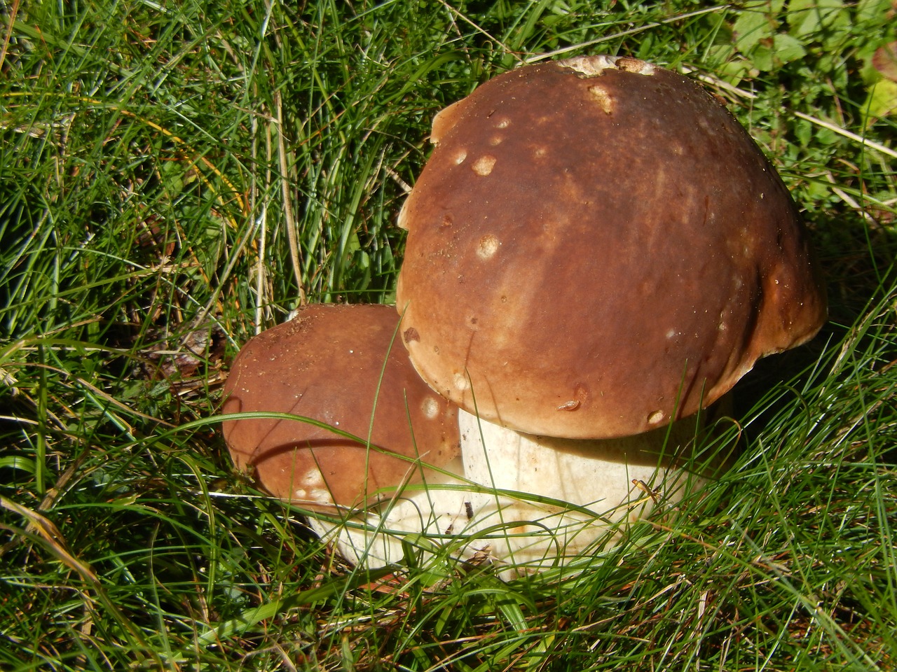 mushrooms boletus prairie free photo