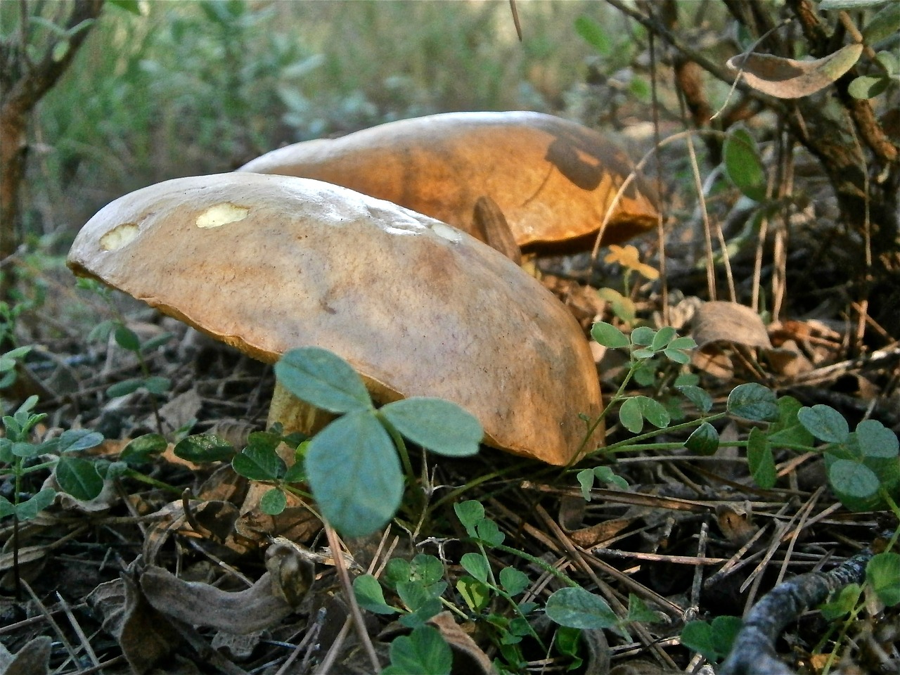 mushrooms fungi boletus free photo
