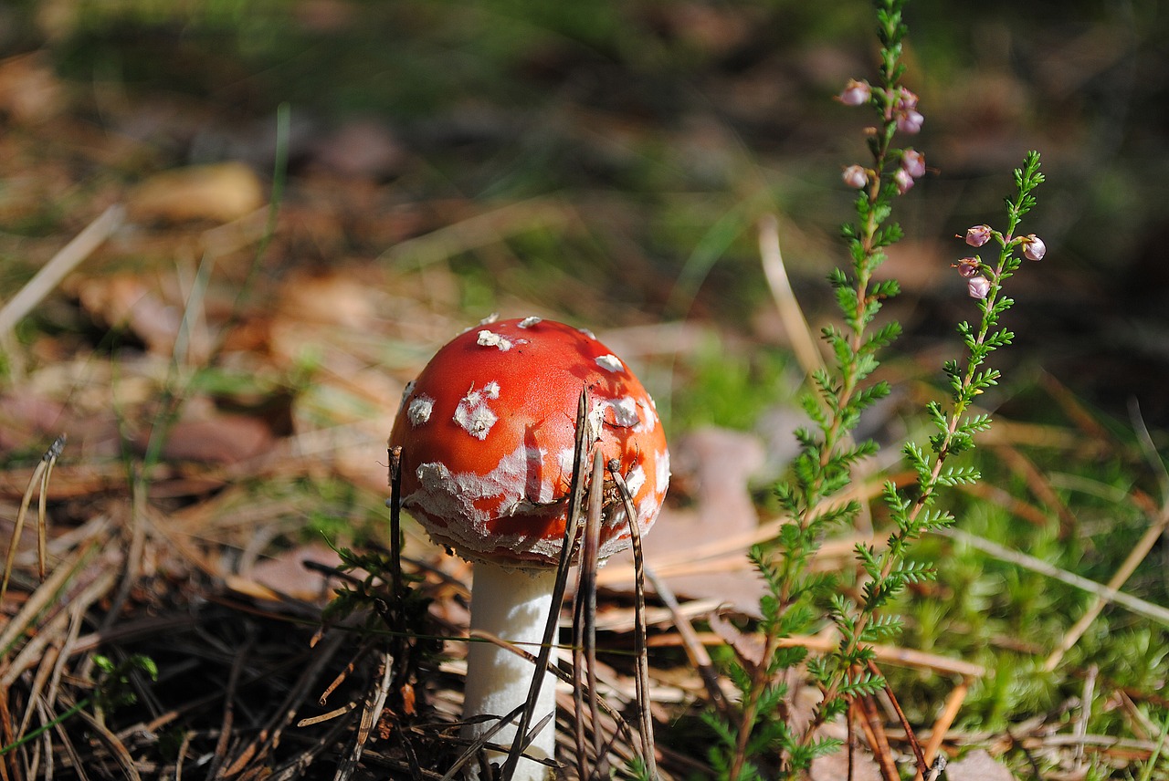 mushrooms forest nature free photo