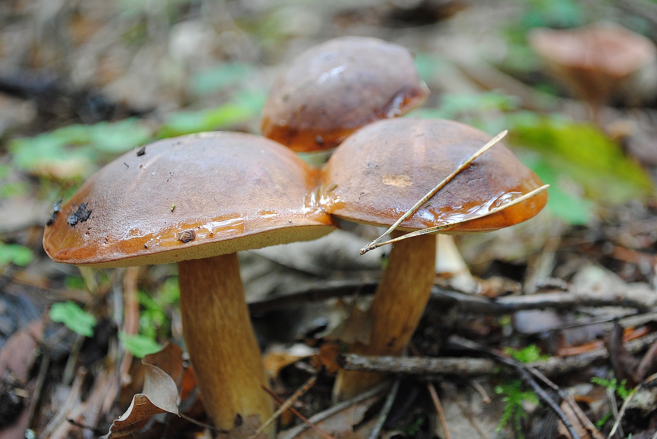 mushrooms forest nature free photo