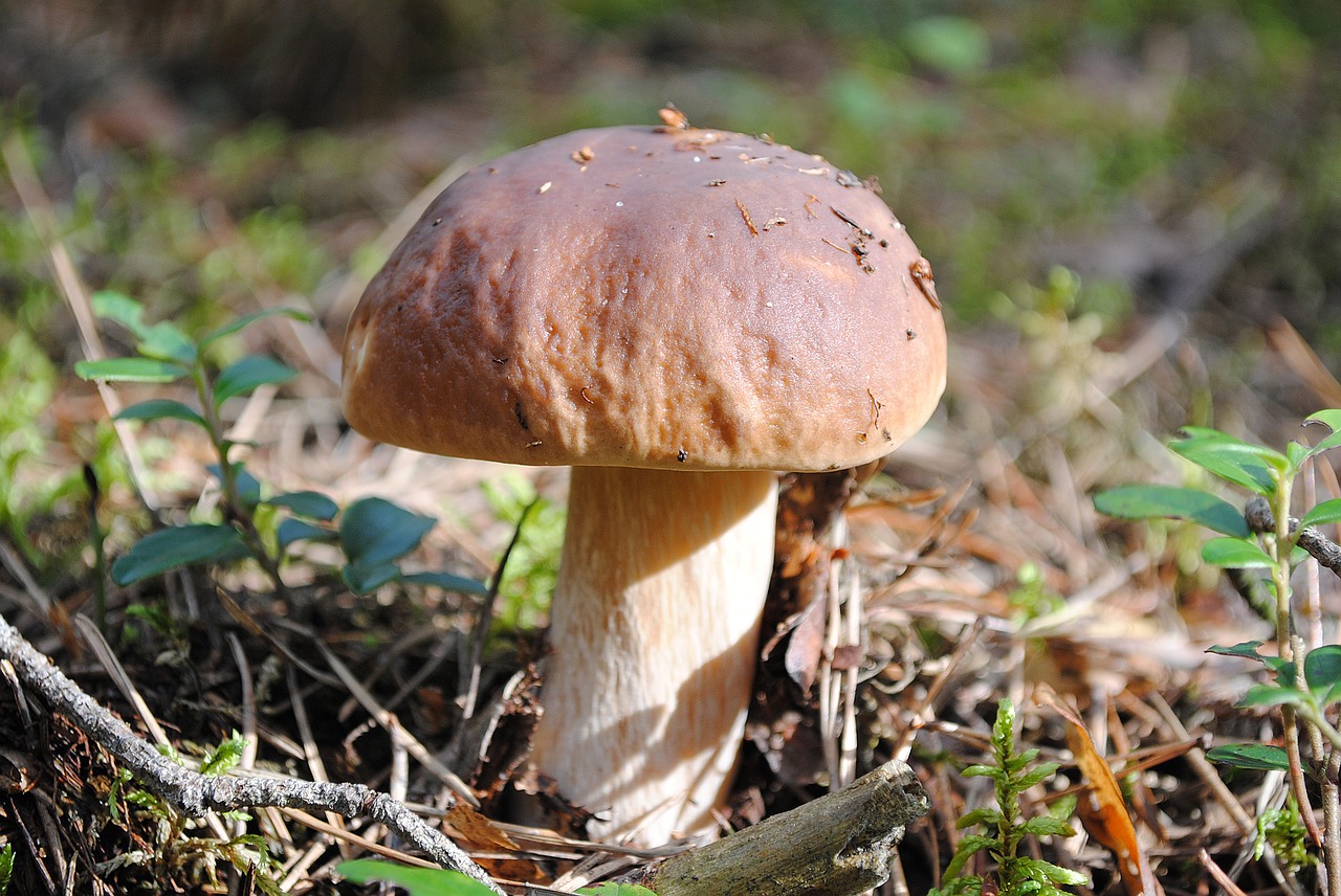 mushrooms forest nature free photo