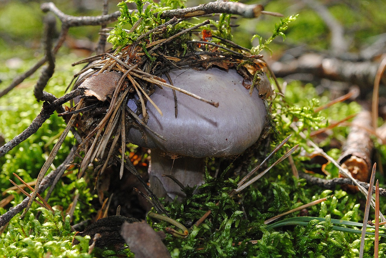 mushrooms forest nature free photo