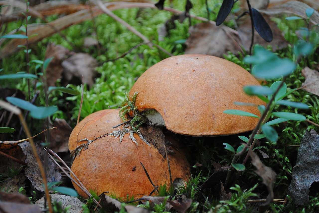 mushrooms forest nature free photo