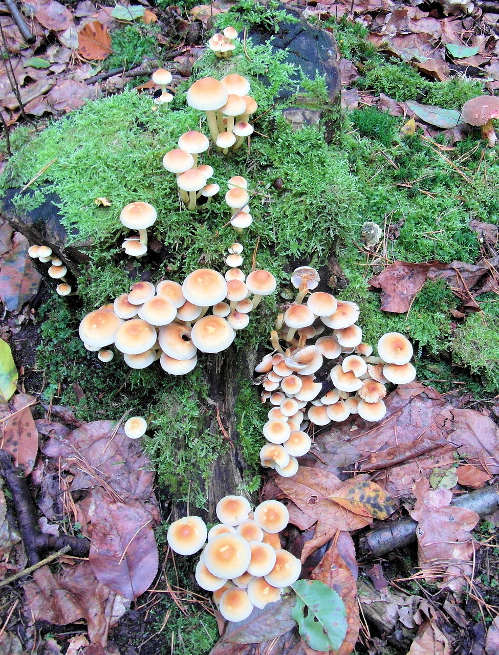 mushrooms sponge tree stump free photo