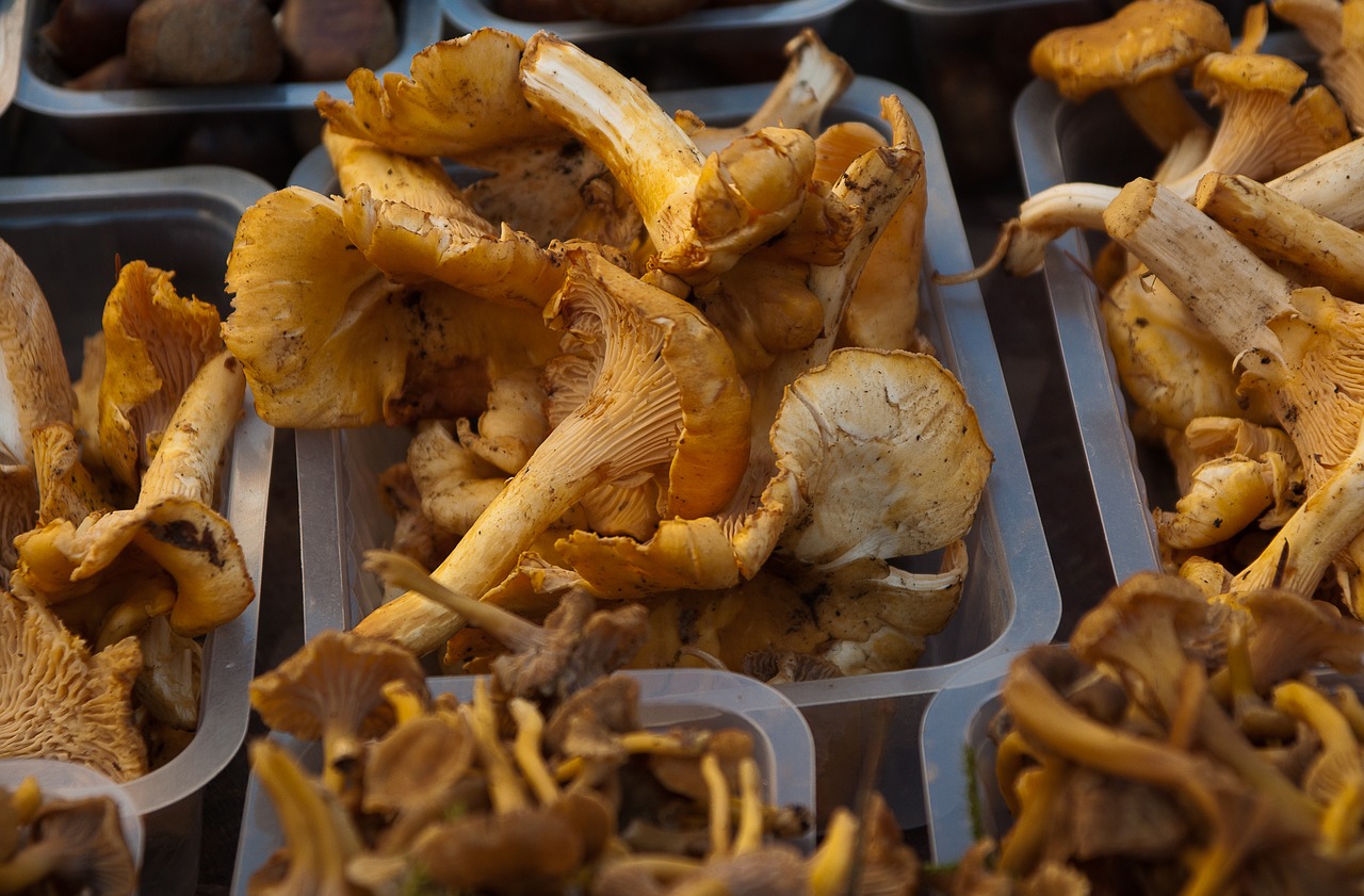 mushrooms chanterelle mushrooms market free photo