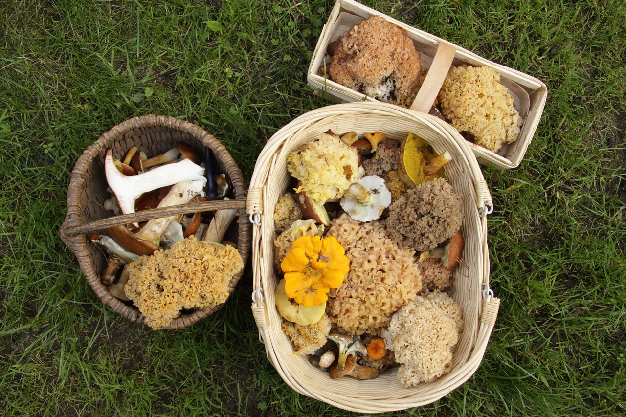 mushrooms collect mushroom picking free photo
