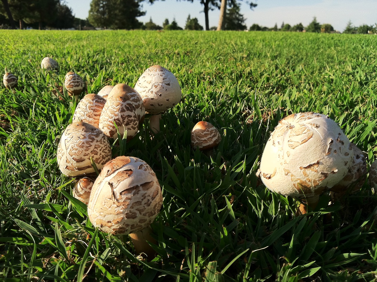 mushrooms grass nature free photo