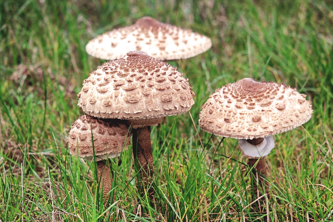 mushrooms meadow autumn free photo