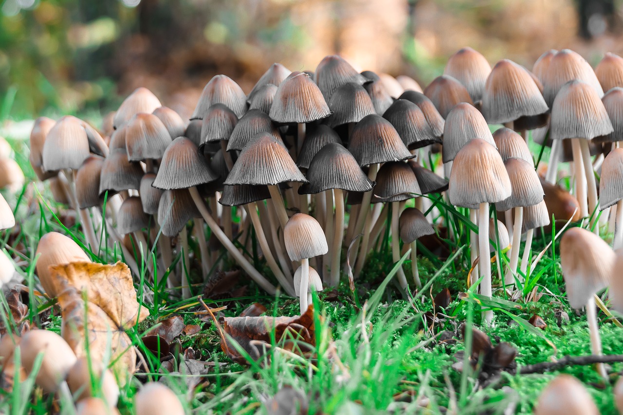 mushrooms forest floor forest free photo