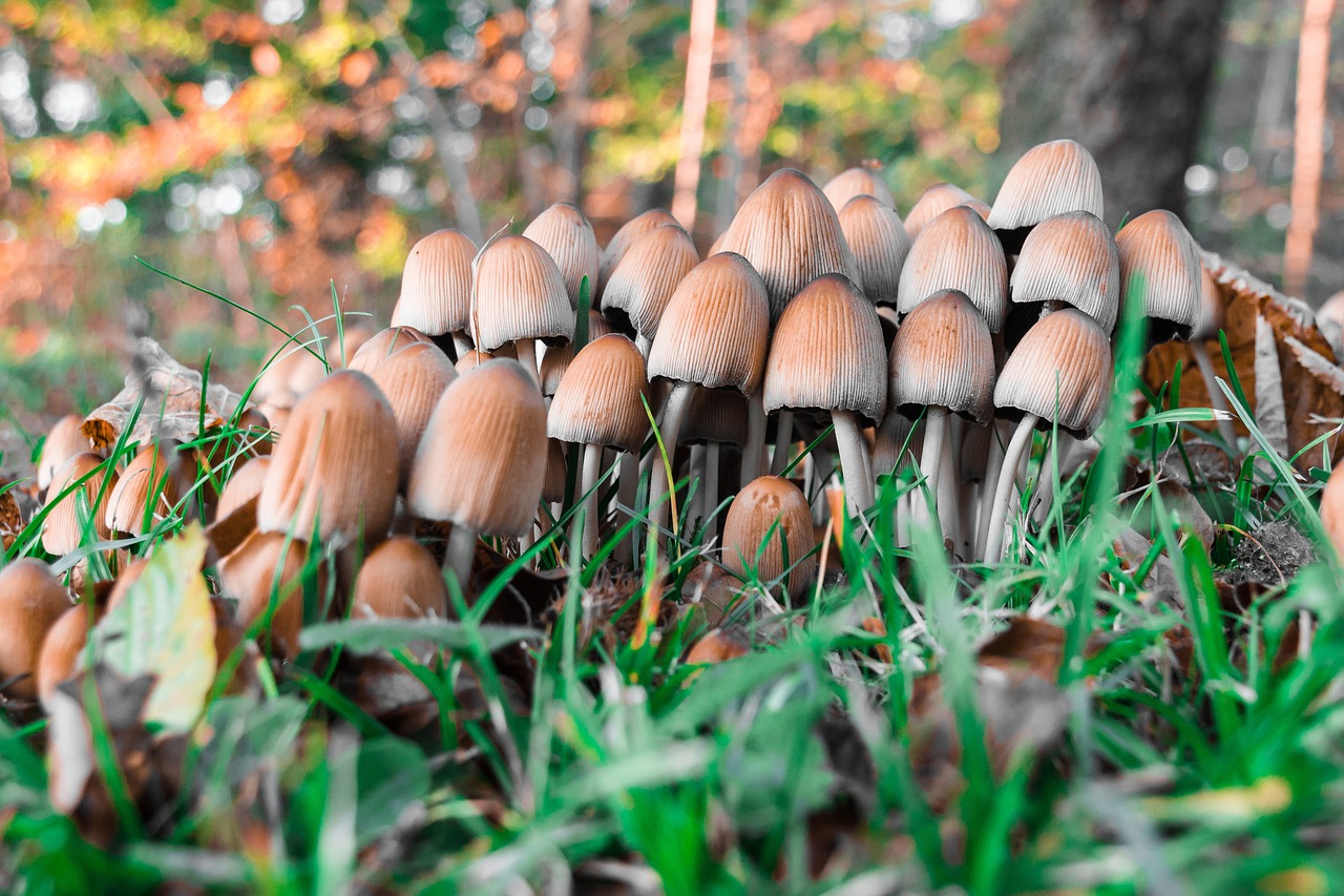 mushrooms forest floor forest free photo