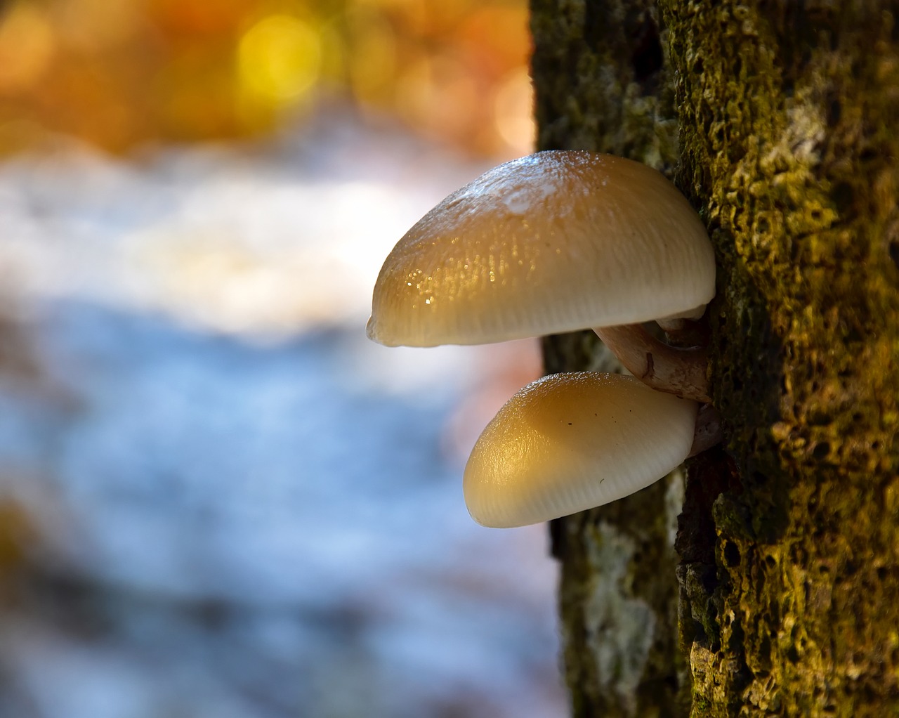 mushrooms tree growth free photo