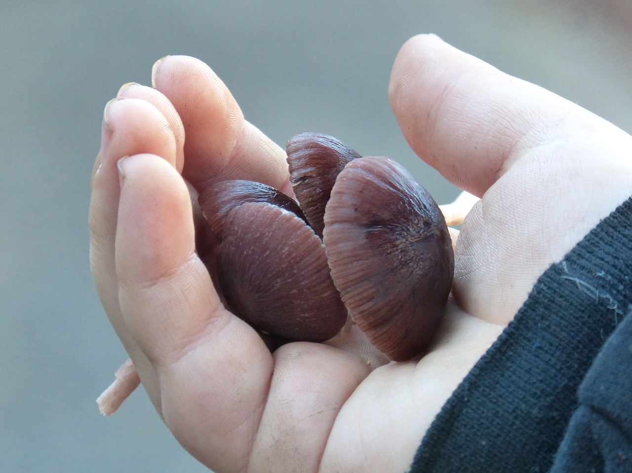 mushrooms hand child free photo