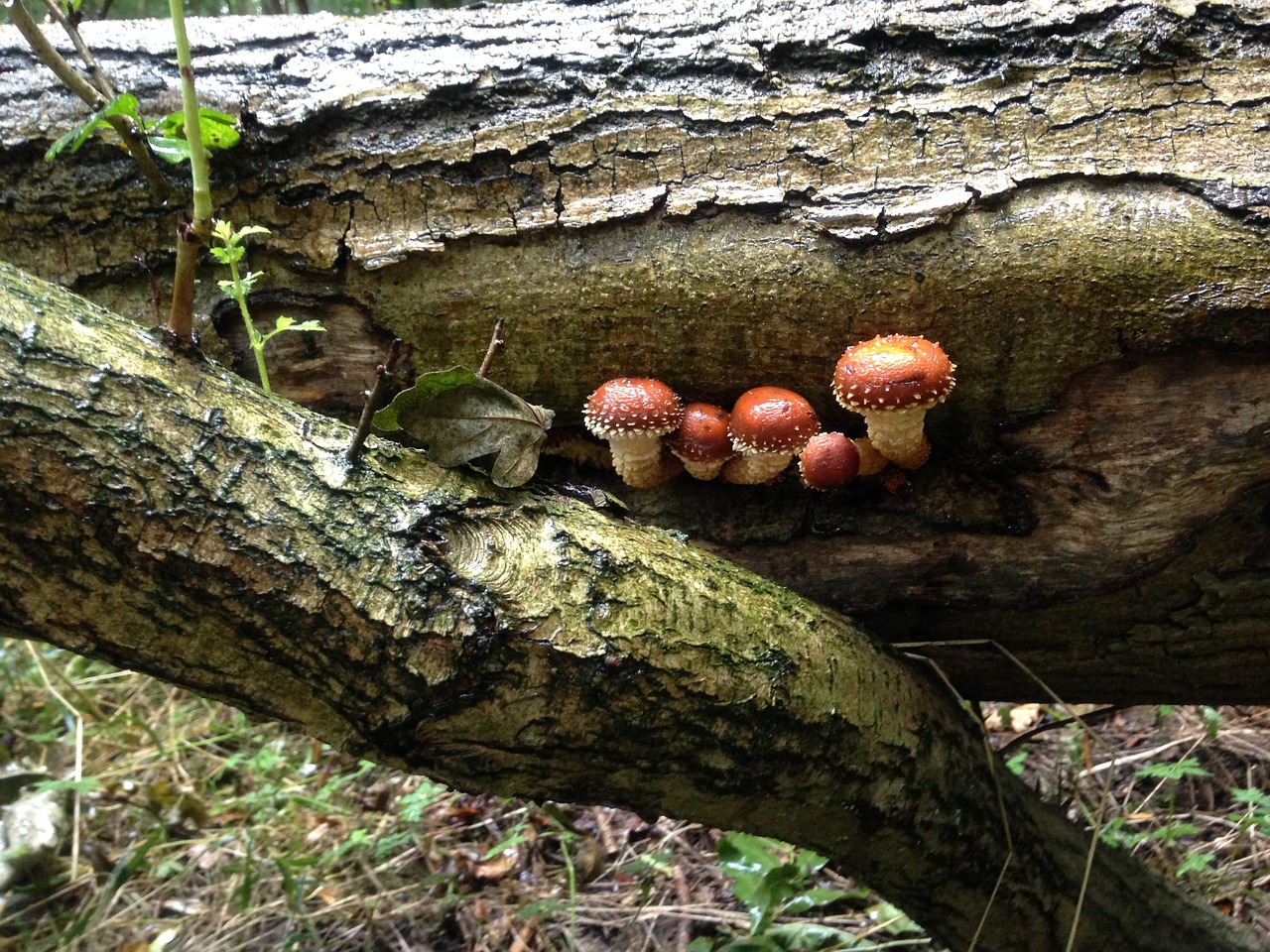 mushrooms log woodland free photo