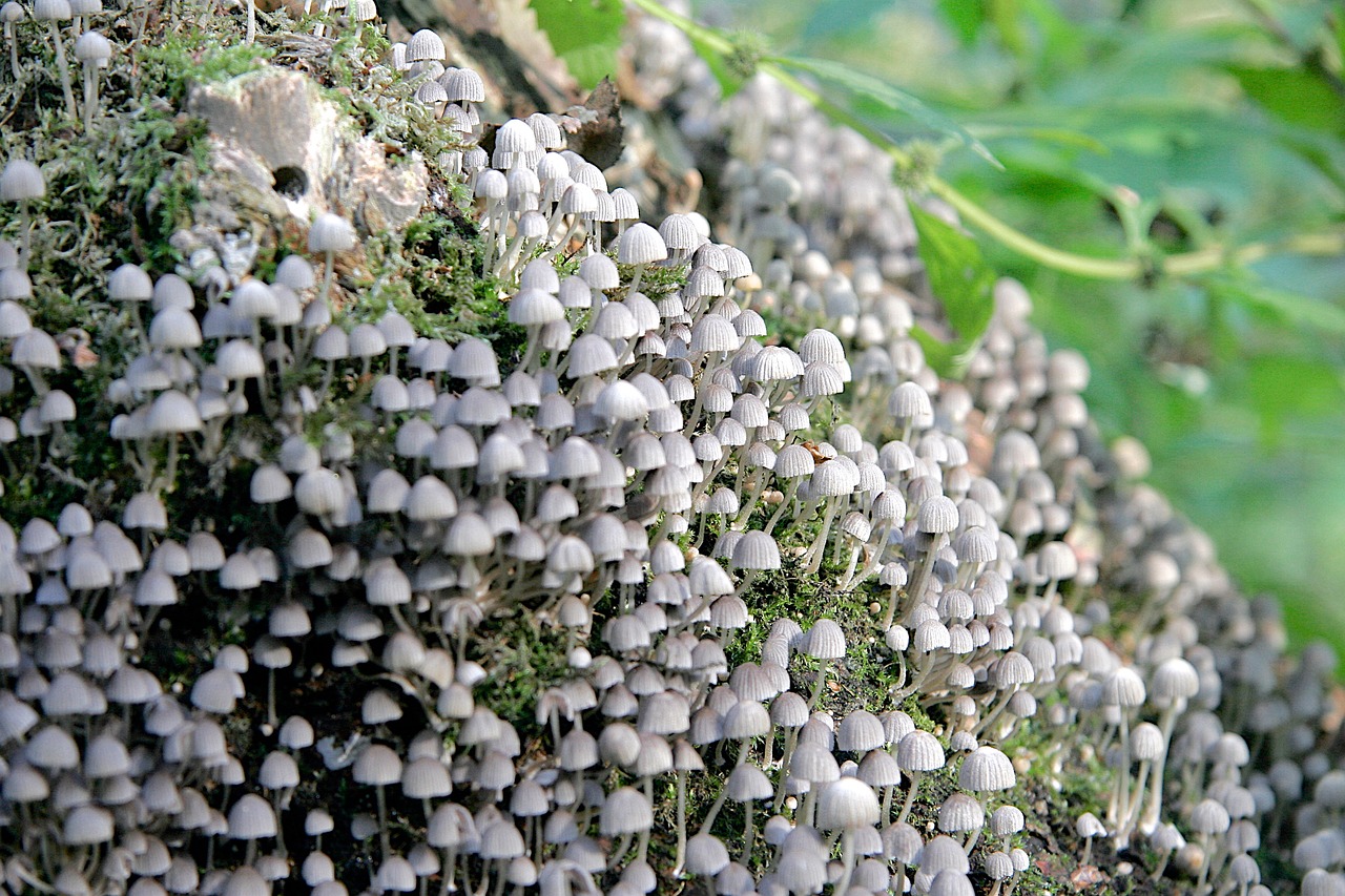 mushrooms many forest mushroom free photo