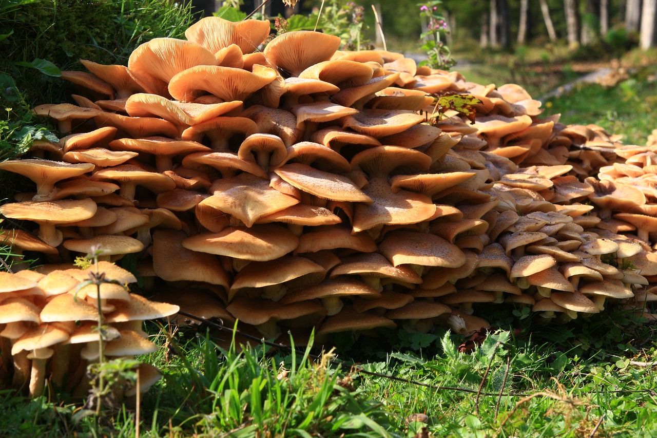 mushrooms nature forest free photo