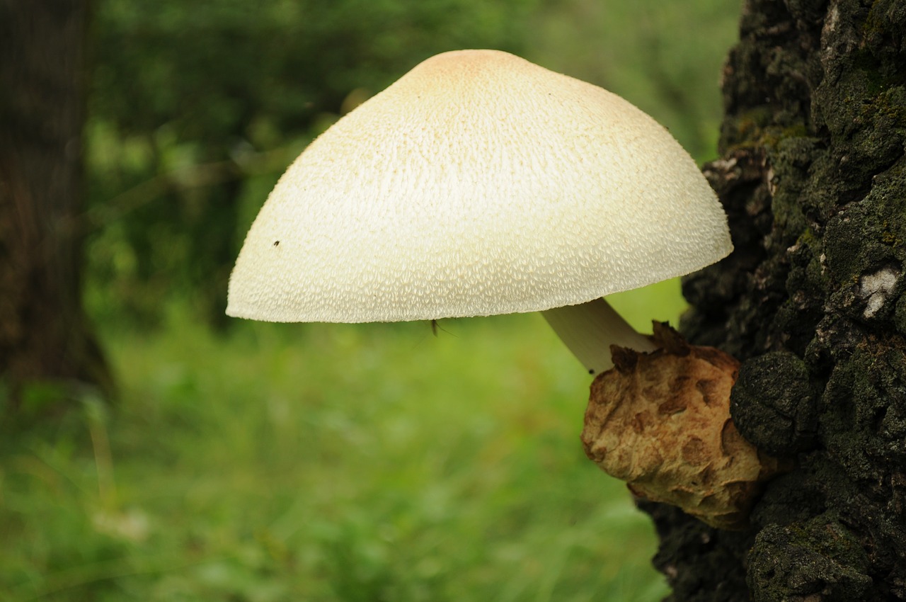 mushrooms white large free photo