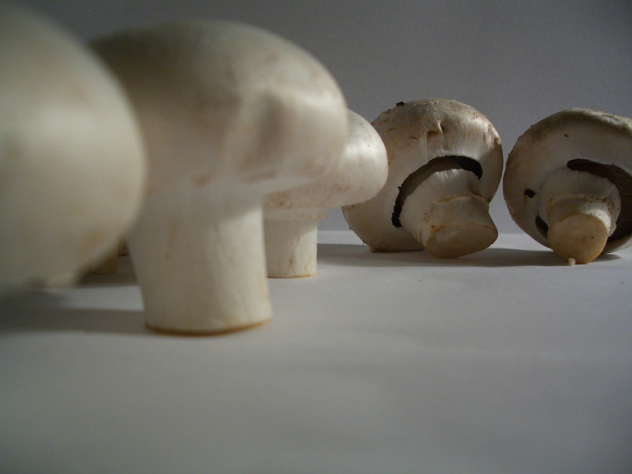 mushrooms agaricus free pictures free photo