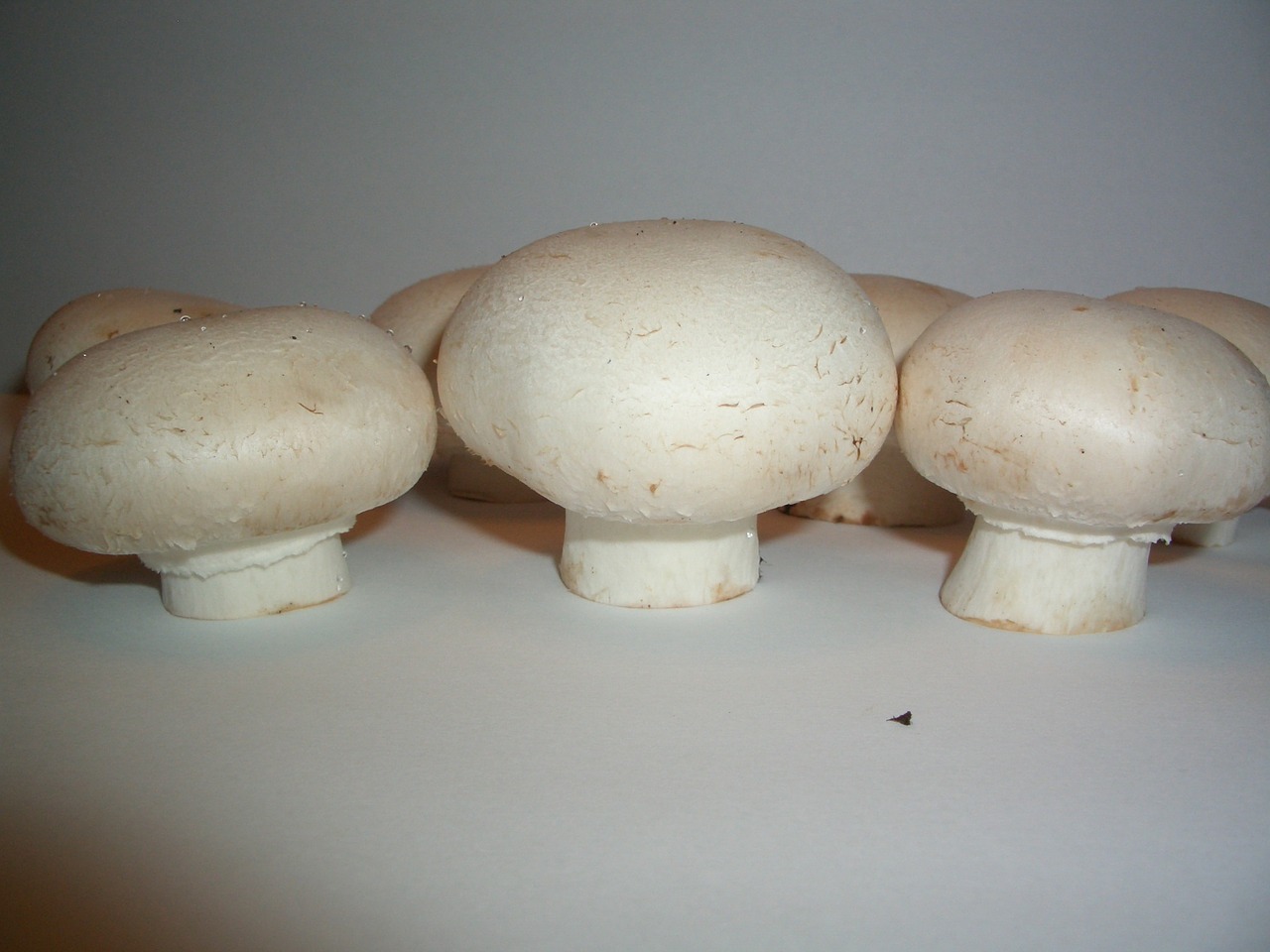 mushrooms agaricus mushroom free photo