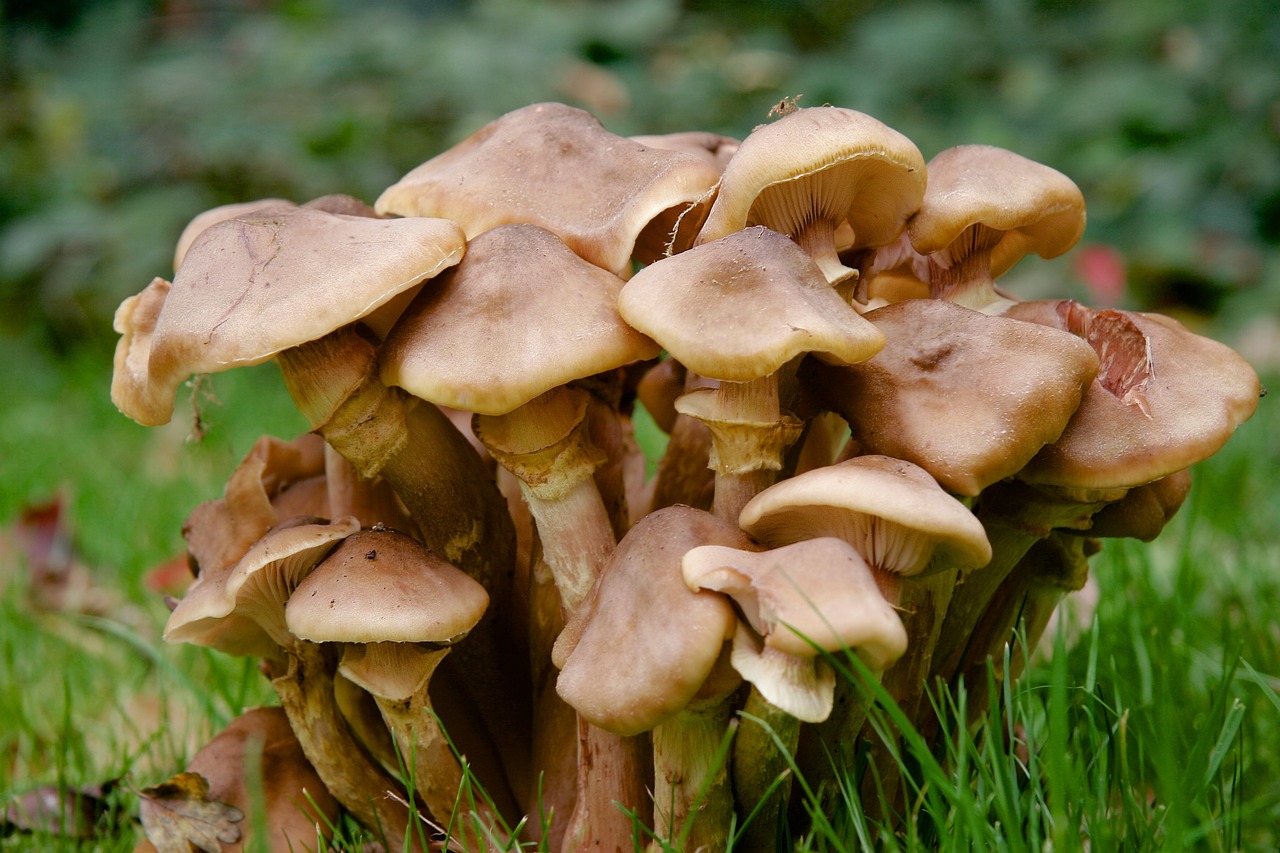 mushrooms close autumn free photo