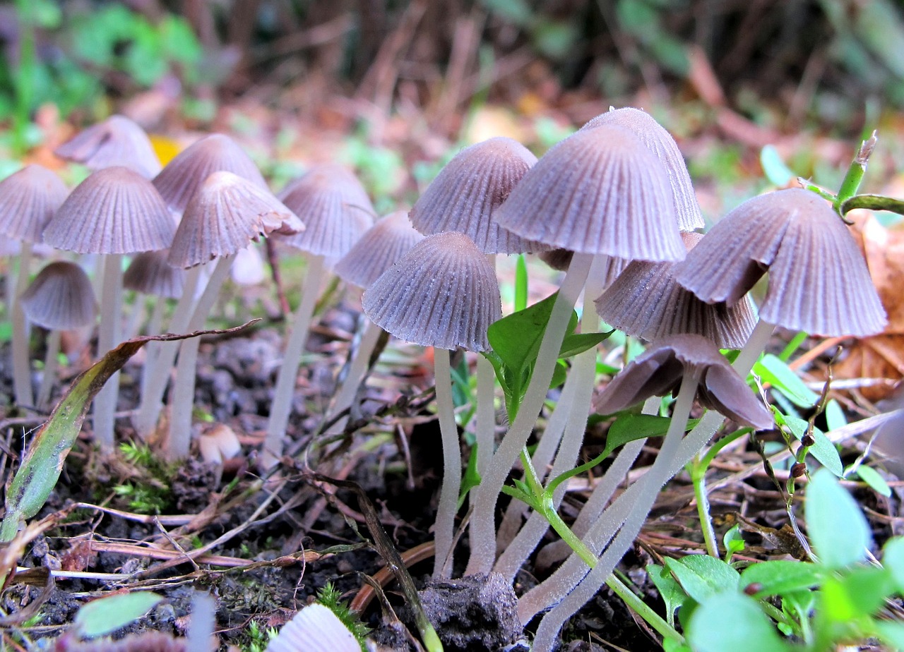 mushrooms edge of the woods nature free photo