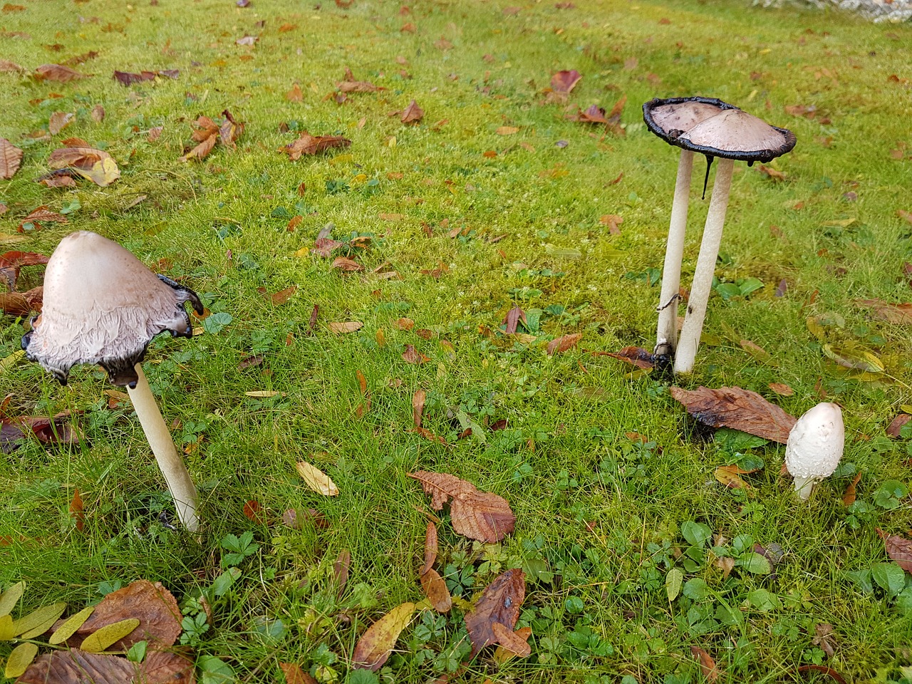 mushrooms schopf comatus ink free photo