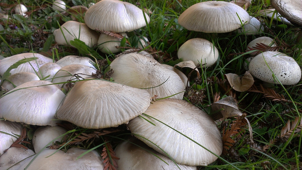 mushrooms fungus forest free photo