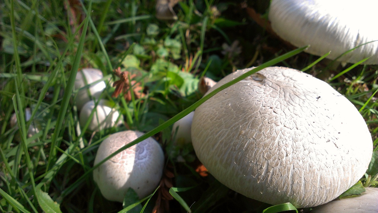 mushrooms fungus forest free photo