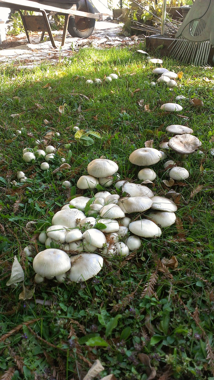 mushrooms fungus forest free photo