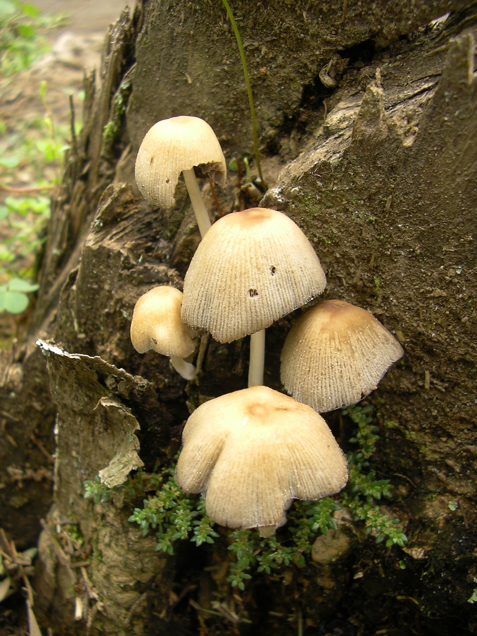 mushrooms grebes poisonous mushrooms free photo