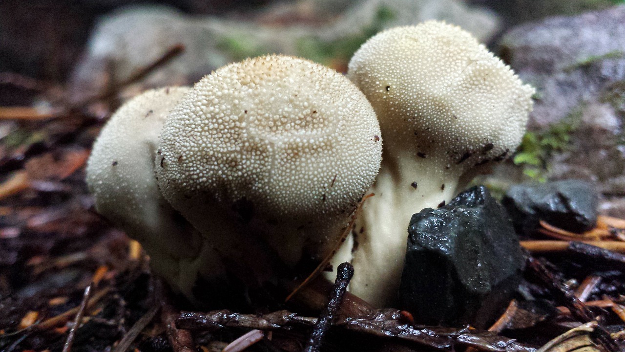 mushrooms fungi fungus free photo