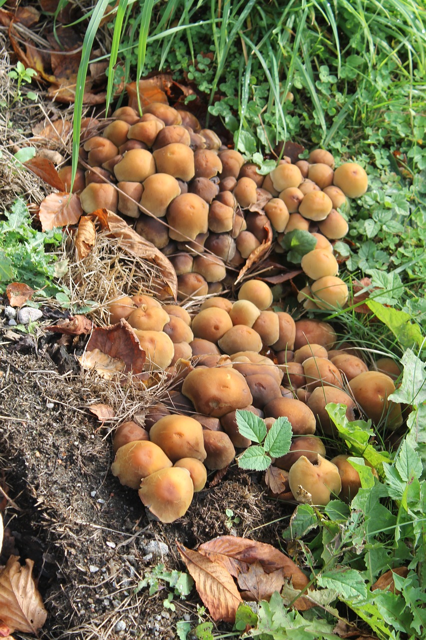 mushrooms fungus brown free photo