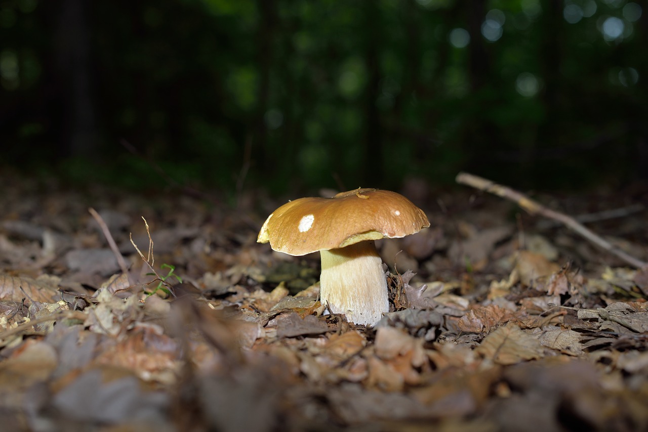 mushrooms mushroom forest mushrooms free photo