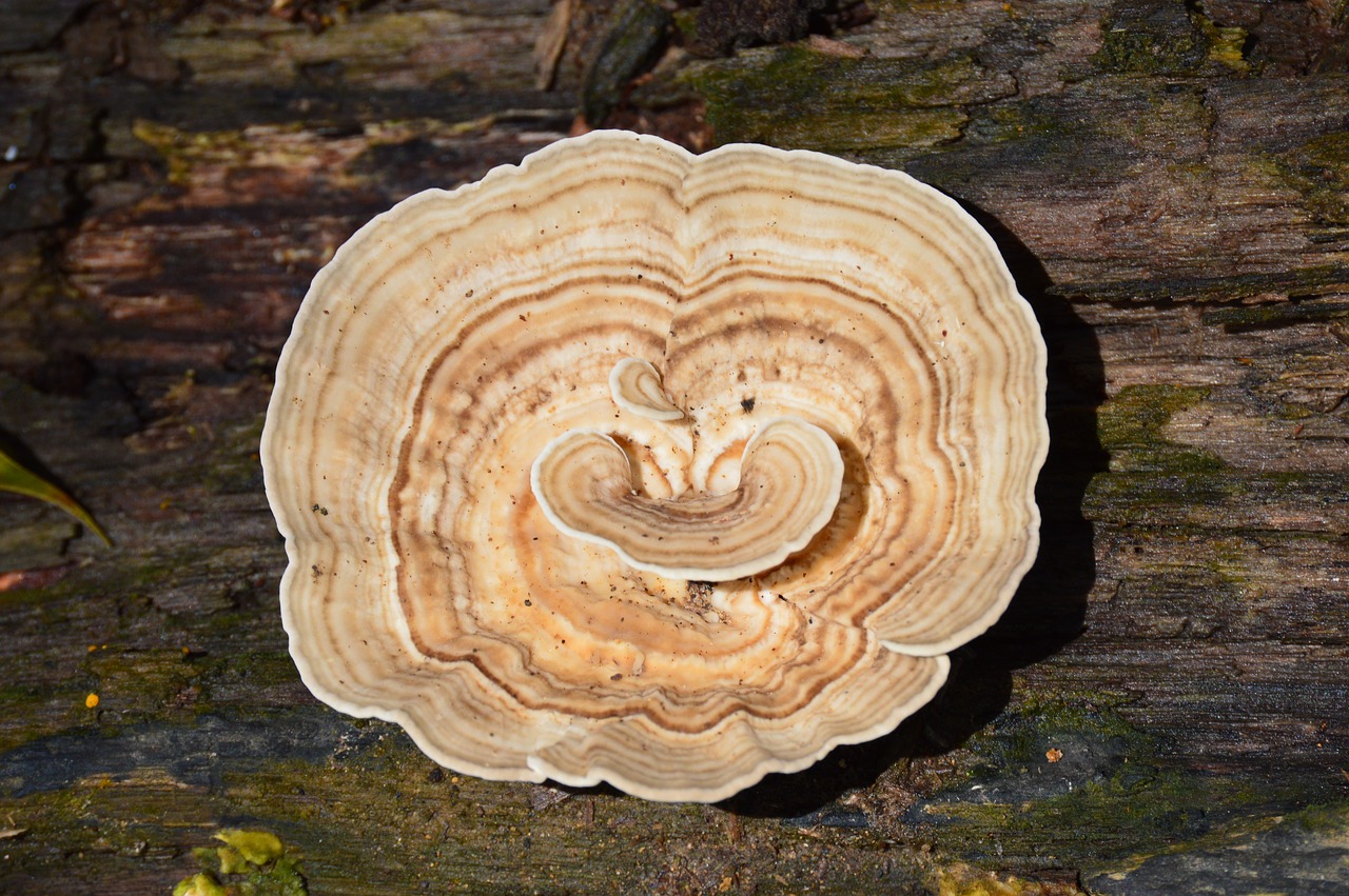 mushrooms fungi forest free photo