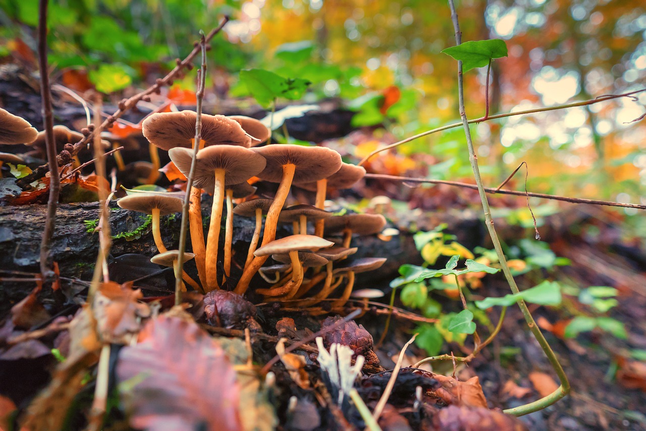 mushrooms autumn macro free photo