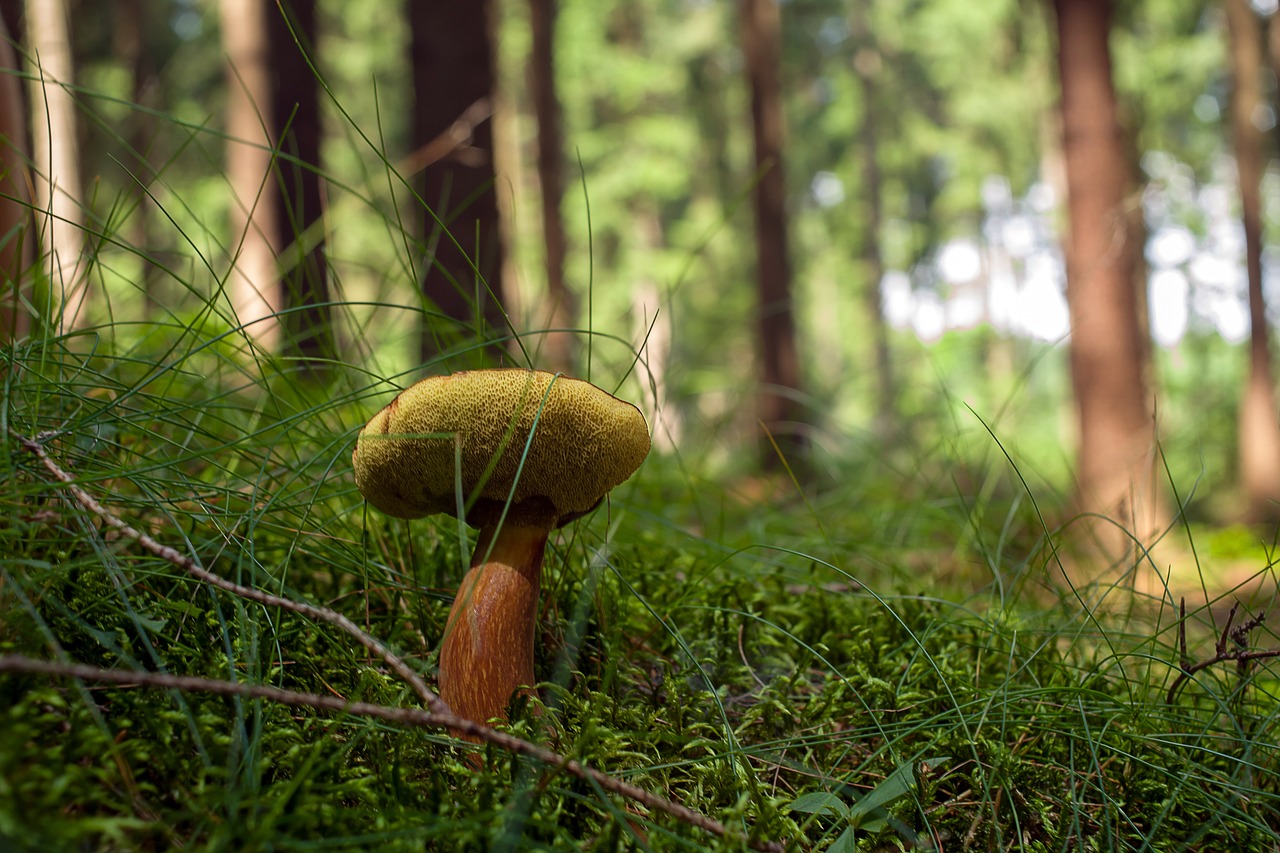 mushrooms forest boletus free photo