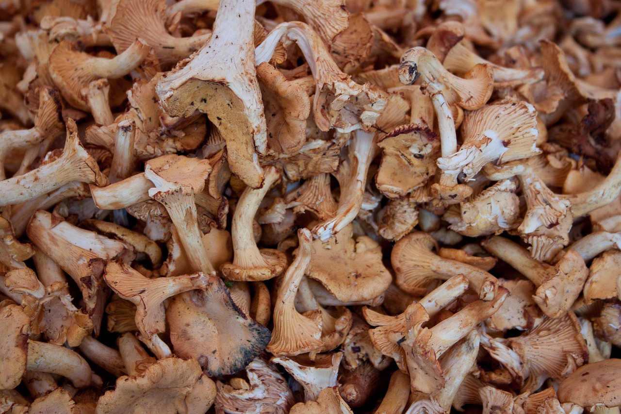 mushrooms eat chanterelles free photo