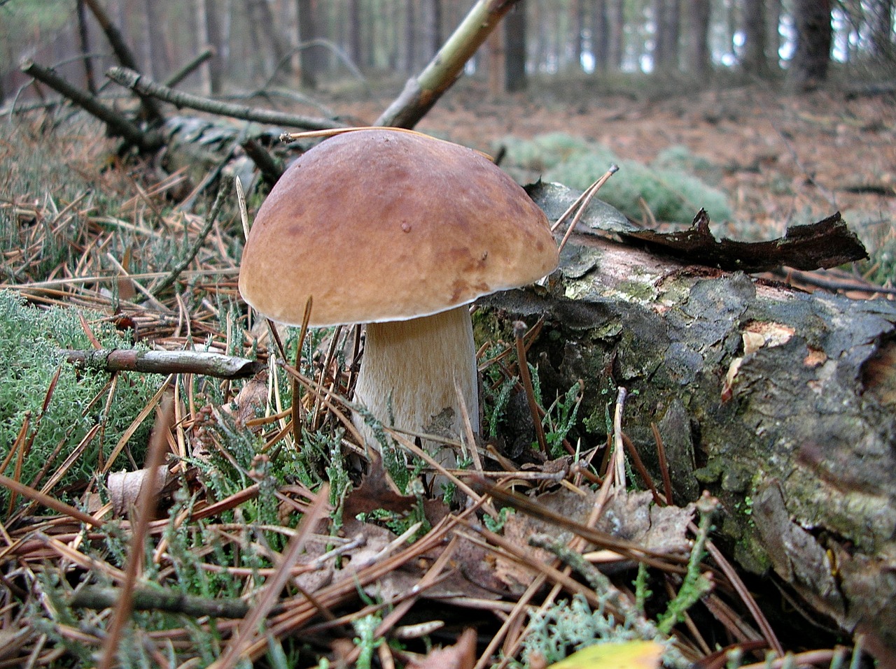 mushrooms mushroom forest free photo