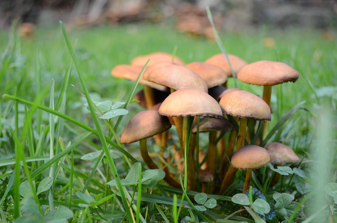 mushrooms mushroom autumn free photo