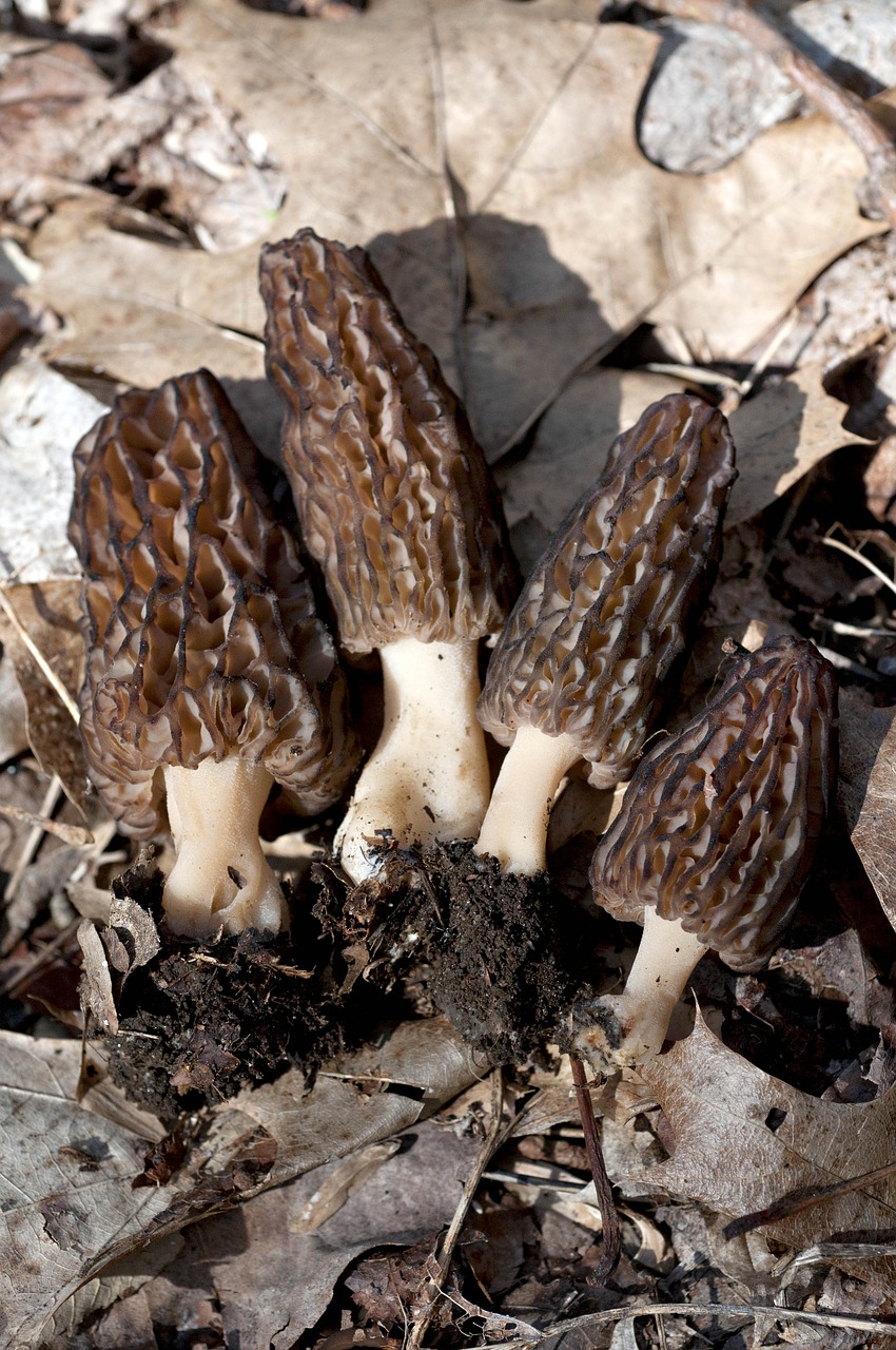 mushrooms morels fungi free photo