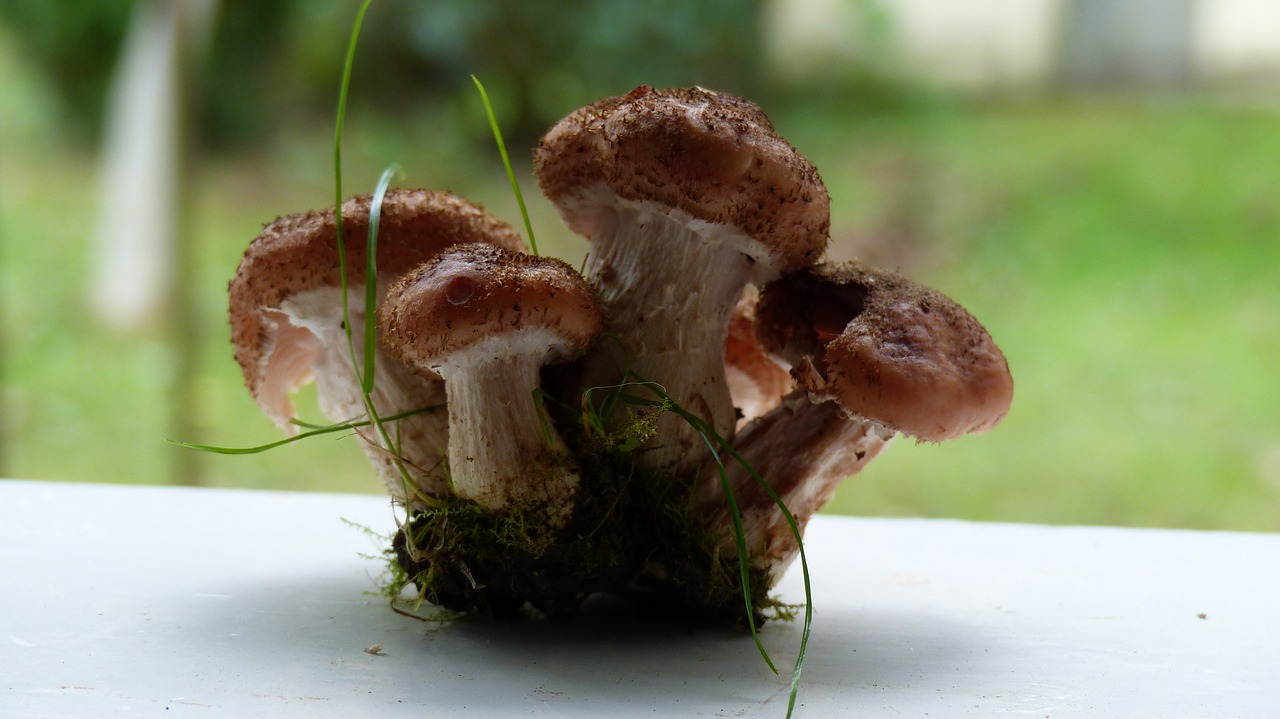 mushrooms rodinka found free photo