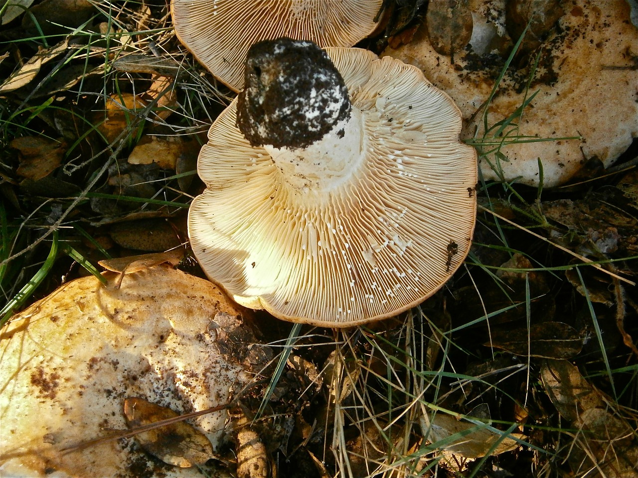 mushrooms lactarius fungi free photo