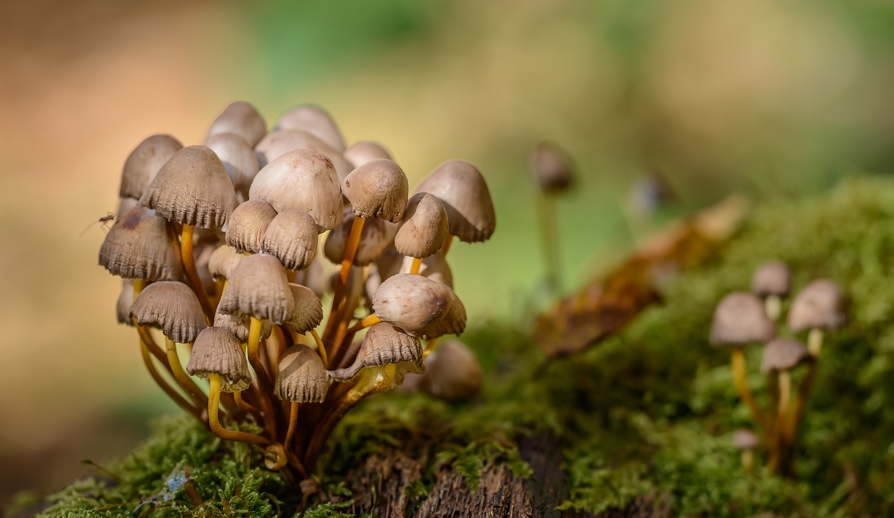 mushrooms forest moss free photo