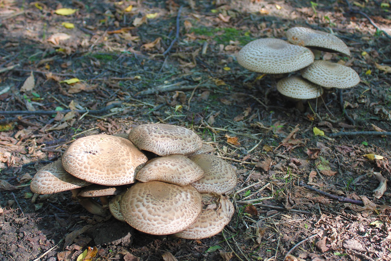 mushrooms flora nature free photo