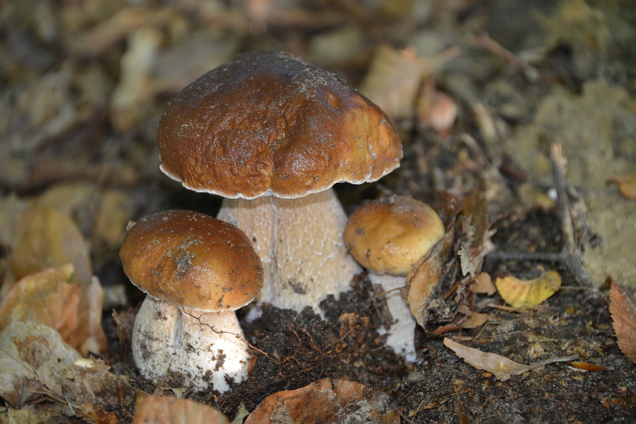 mushrooms nature cep free photo
