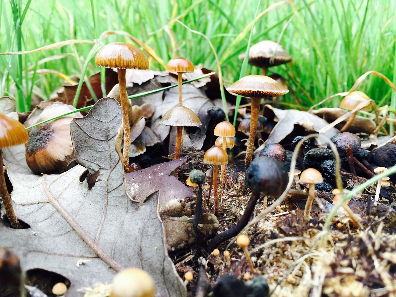 mushrooms fall fairy free photo