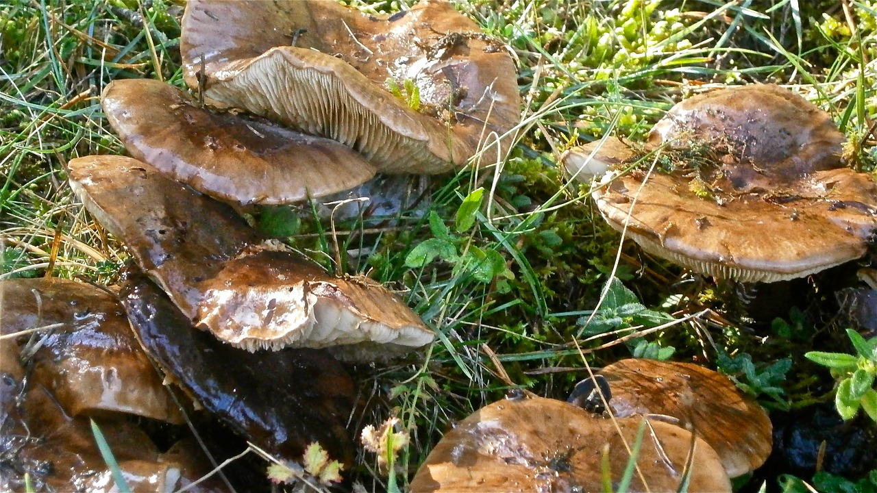 mushrooms fungi forest free photo