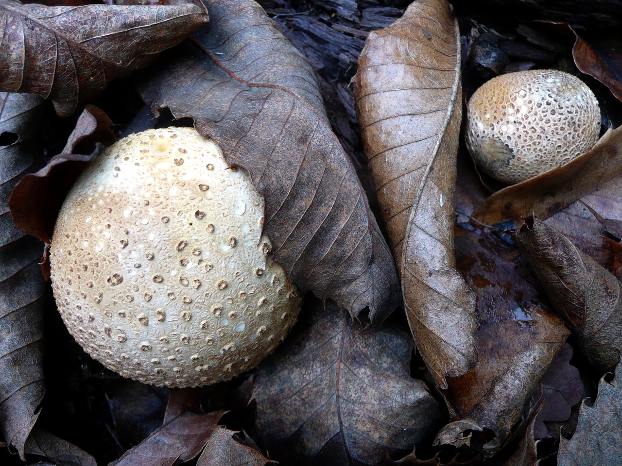 mushrooms bovist leaves free photo