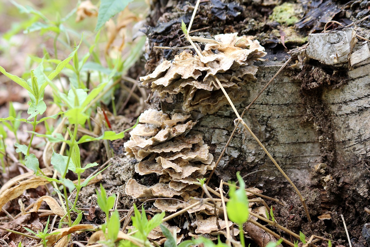 mushrooms pore fungi tinder fungus free photo
