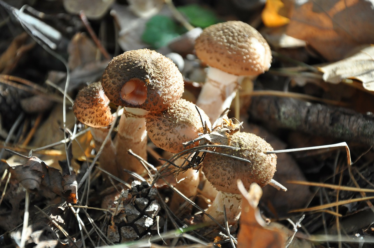 mushrooms opieńki forest free photo