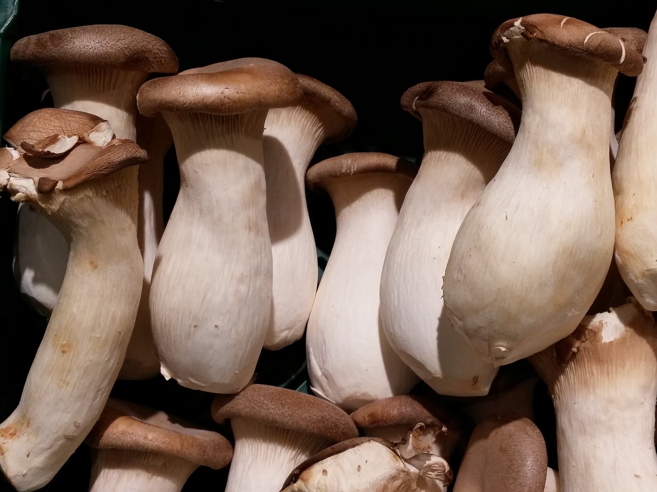mushrooms mushroom vegetables free photo